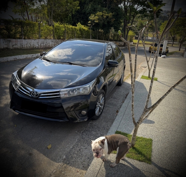 Corolla dos novo 